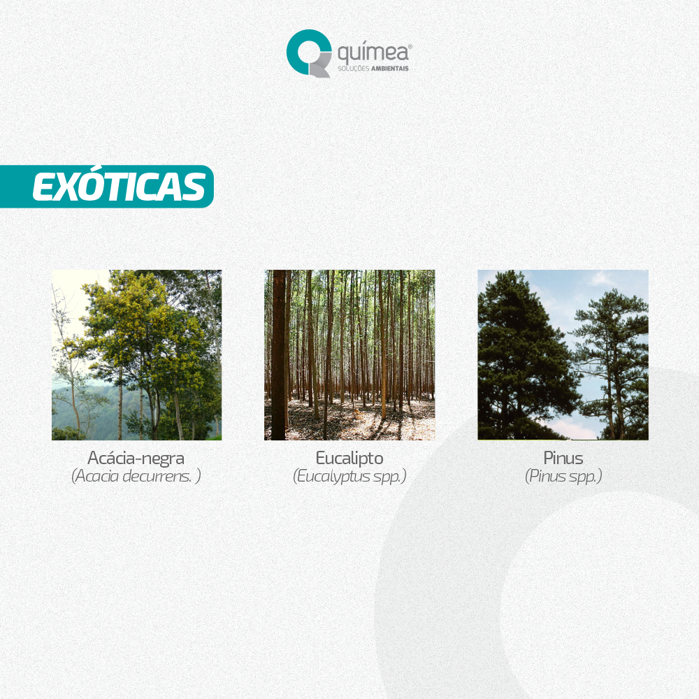 Espécies de Árvores Nativas e Exóticas de Santa Catarina